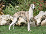 Photo Whippet