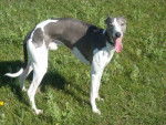 Cyclone - Whippet Mâle (2 ans)