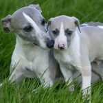 touga - Whippet Mâle (2 ans)