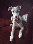 Bella - Whippet (7 mois)