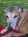 Ra-Jah - Whippet Mâle (9 ans)