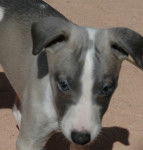 eliott - Whippet Mâle (3 mois)