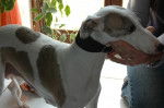 topaze - Whippet (2 ans)