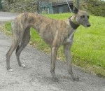 Ada - Whippet (4 mois)