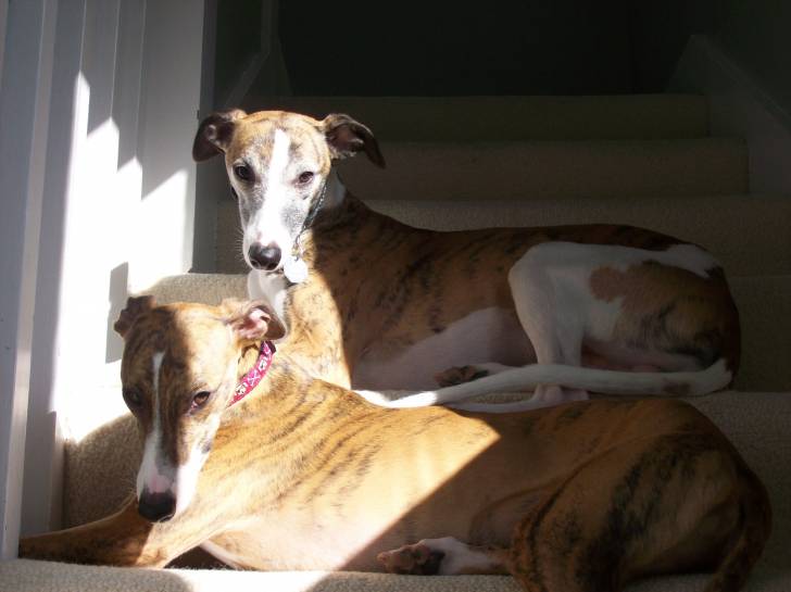 Toby and Joy - Whippet