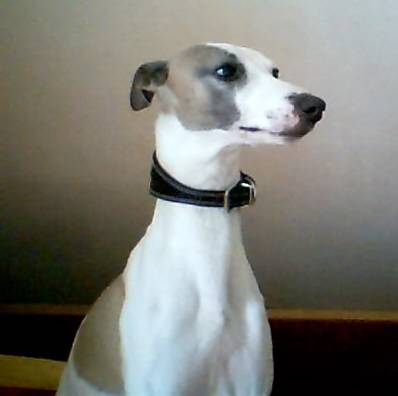 Ronaldo - Whippet Mâle (9 ans)