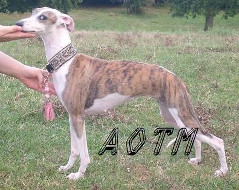CANNELLE - Whippet (2 ans)
