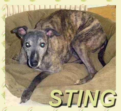 sting ( pere de eliot , tanu et tristan ) - Whippet Mâle (8 ans)