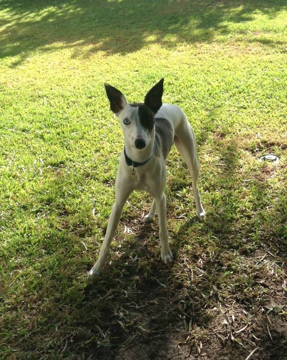 Bandit With Pointy Ears - Whippet Mâle (9 mois)