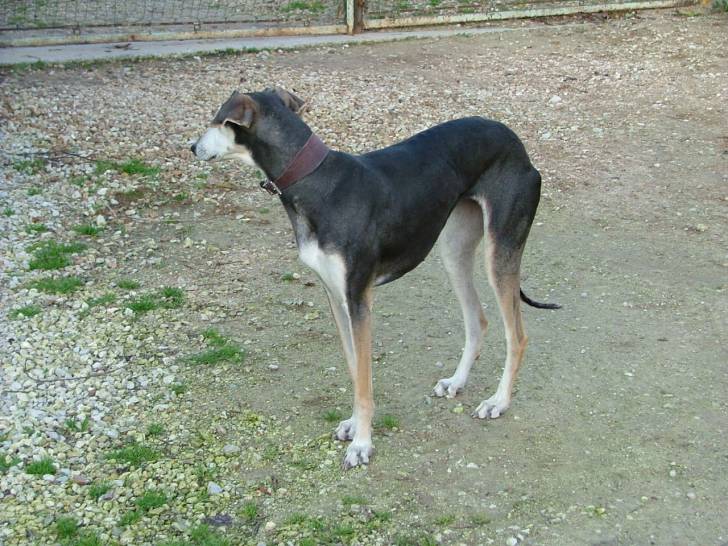 ria - Whippet (8 ans)
