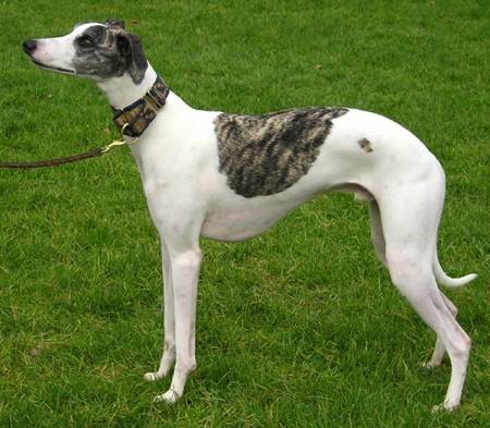 Siciline - Whippet (1 an)