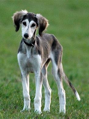 Cola - Whippet (2 ans)