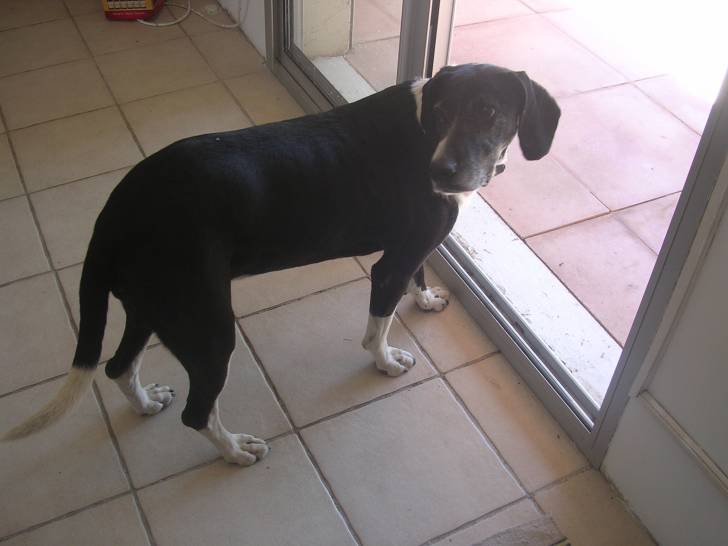 Souitchy - Whippet (5 ans)