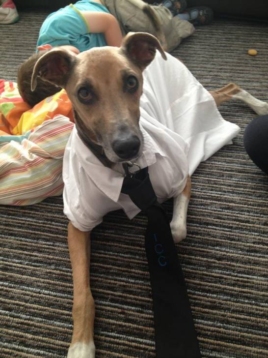 Paddy - Whippet