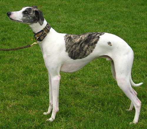 stella - Whippet (1 an)