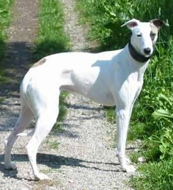 Coco - Whippet (2 ans)