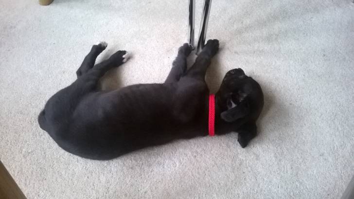 My tiny whippet pup! - Whippet Mâle (1 an)