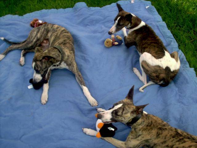 whippet - Whippet