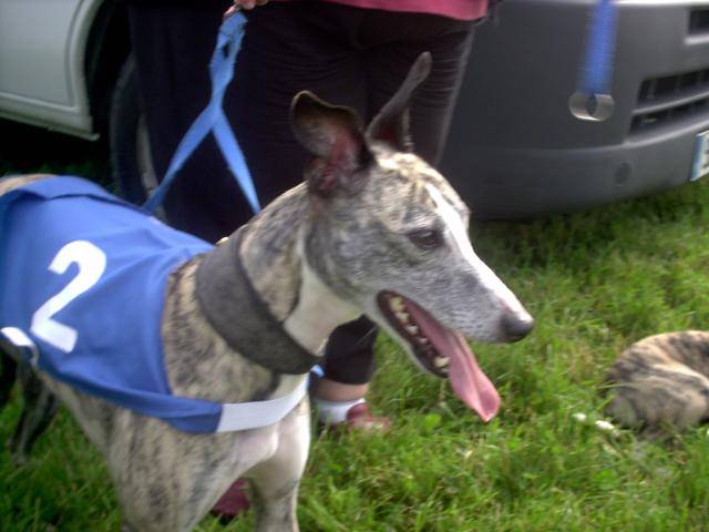 whippet - Whippet