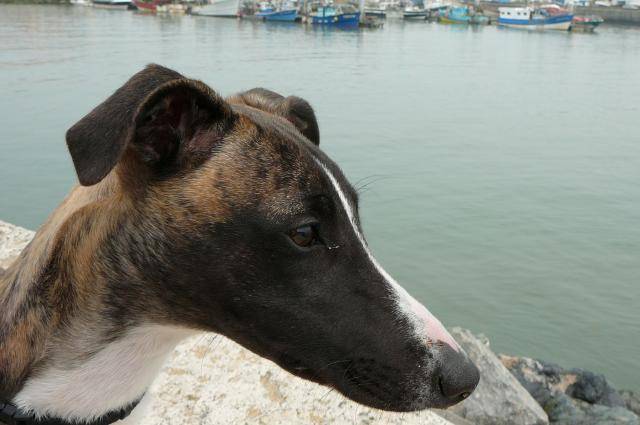 Whippet - Fifille (Bélatrix du domaine des étoiles) - Whippet