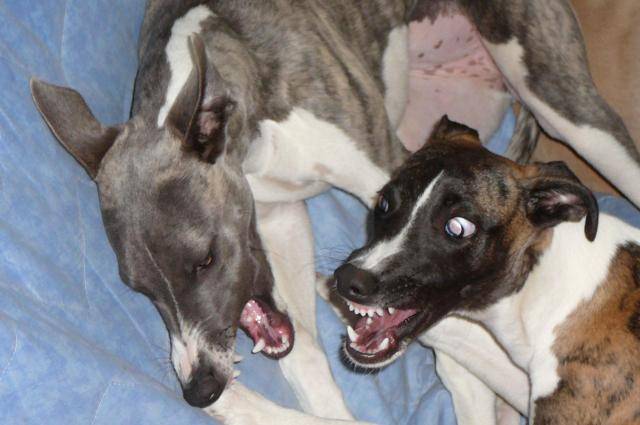 Whippet - DU DOMAINE DES ETOILES - Whippet