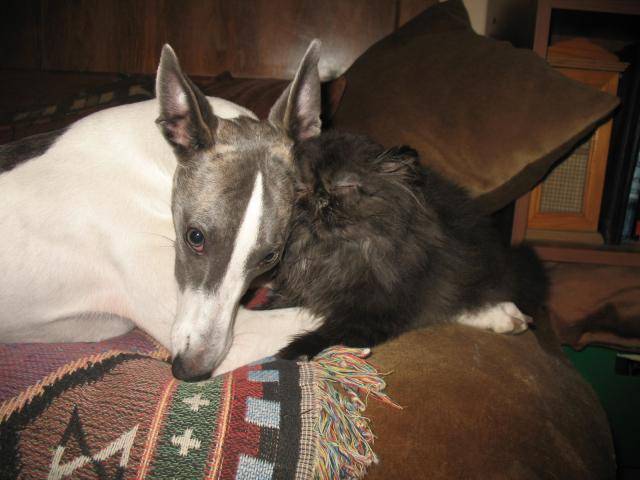 cassiopée (whippet) et crumble (chaton persan) - Whippet