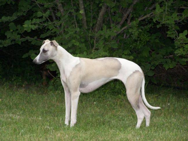 Baby Doll - Whippet