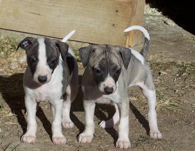 Photo de chiots Whippets - Whippet