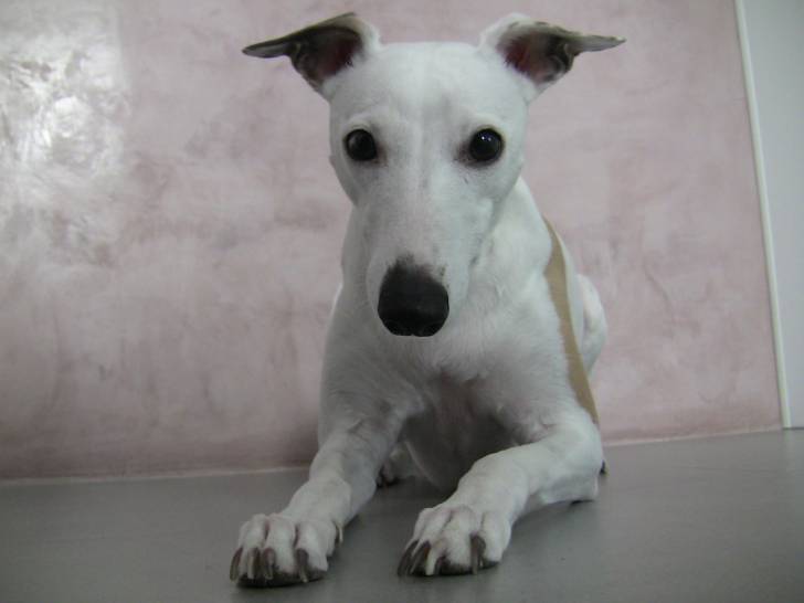 Darling - Whippet (3 ans)