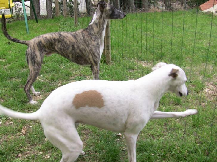 Darly & Draco - Whippet