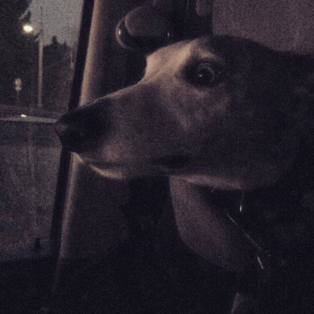 Sarma - Whippet Mâle