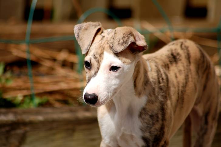 Photo Whippet
