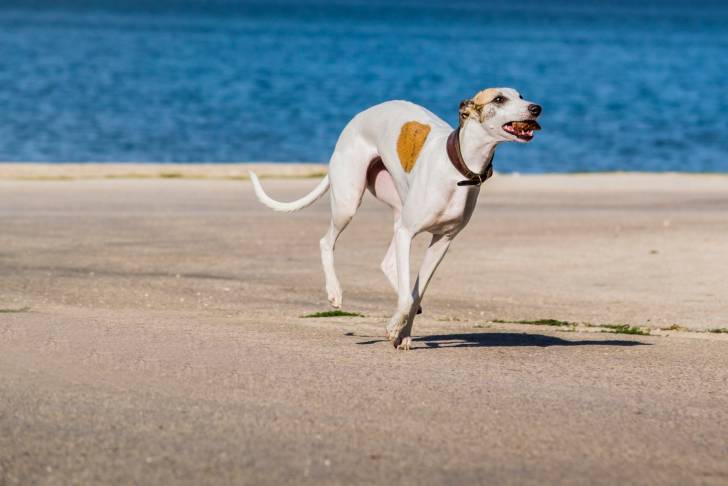 Photo Whippet