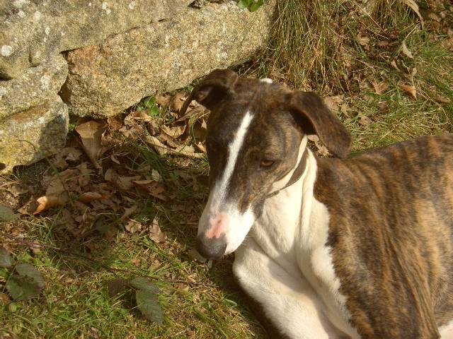 Coquine - Whippet (2 ans)
