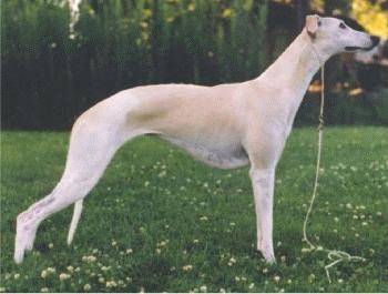 Sophie - Whippet (1 an)