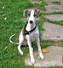 Dobby - Whippet Mâle