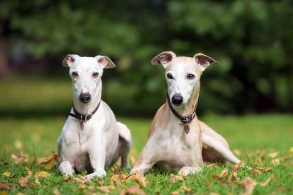 Deux Whippets allongés dans un parc