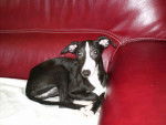 mina ( mere de eliot , tanu et tristan ) - Whippet Femelle (7 ans)