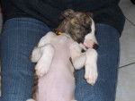 Dahlia - Whippet Femelle (1 mois)