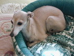Naomi - Whippet Femelle (3 ans)