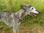 Buddy - Whippet Mâle (12 ans)