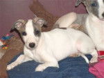 tao - Whippet Mâle (8 mois)