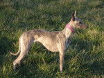 Cléopatre - Whippet Femelle (4 ans)