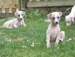 Bébé Hermine - Whippet Femelle (2 mois)