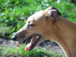 Bahia Gold River de la Futaie Colbert - Whippet Femelle (8 ans)