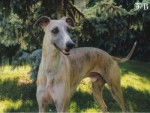 Pleine Lune - Whippet Femelle (2 ans)