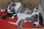 Fidjy et ses petits - Whippet Femelle (1 an)