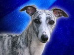 Cristaline - Whippet Femelle (1 an)