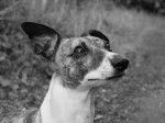Whippet sally - Whippet