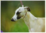 LEVRIER WHIPPET IRIS DE L'ECUME DES JOURS - Whippet